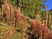 23 Belle fioriture colorate d'autunno